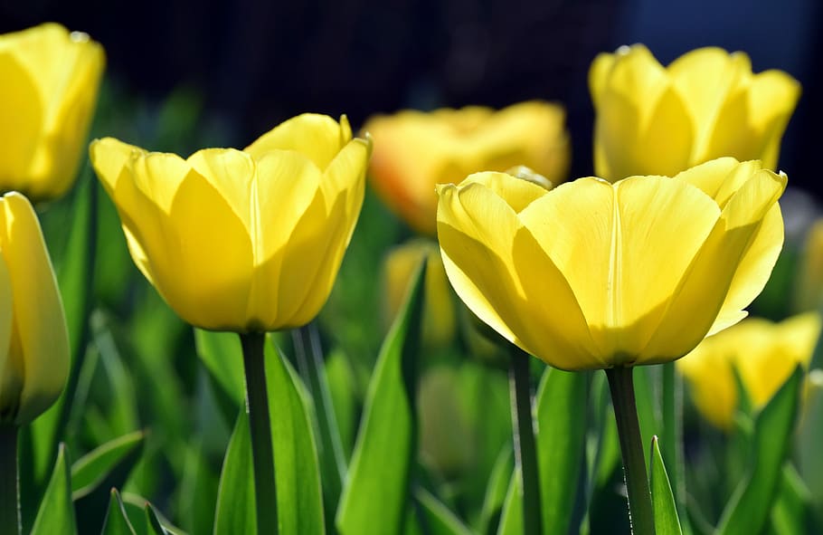 bright, back light, yellow, tulips, close, nature, plant, flower HD wallpaper