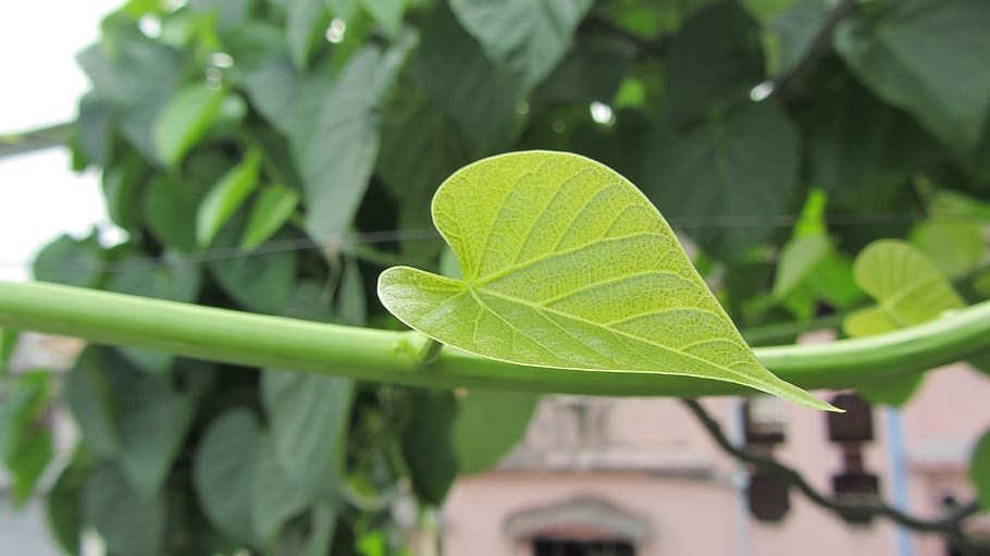 leaf, creeper, nature, plant part, green color, growth, focus on foreground HD wallpaper
