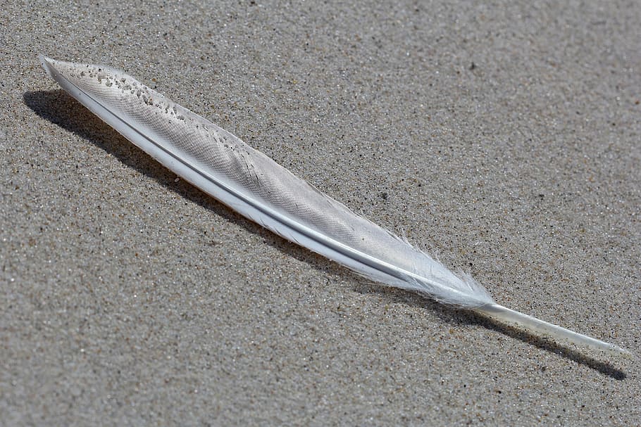 feather, nature, sand, beach, bird feather, close, no people HD wallpaper