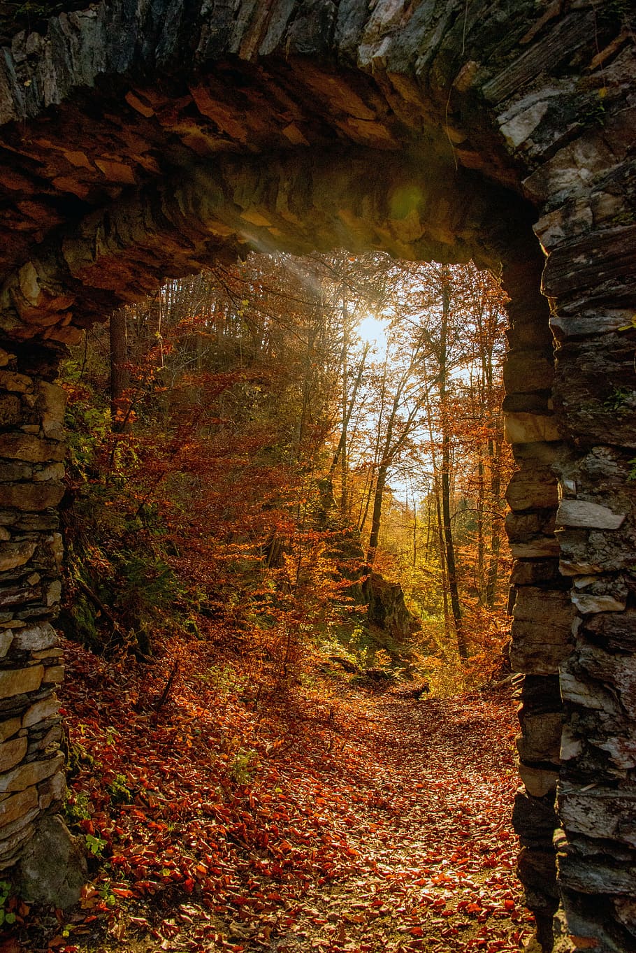 sunset, forest, ruin, carinthia, kerbl, tree, plant, nature HD wallpaper