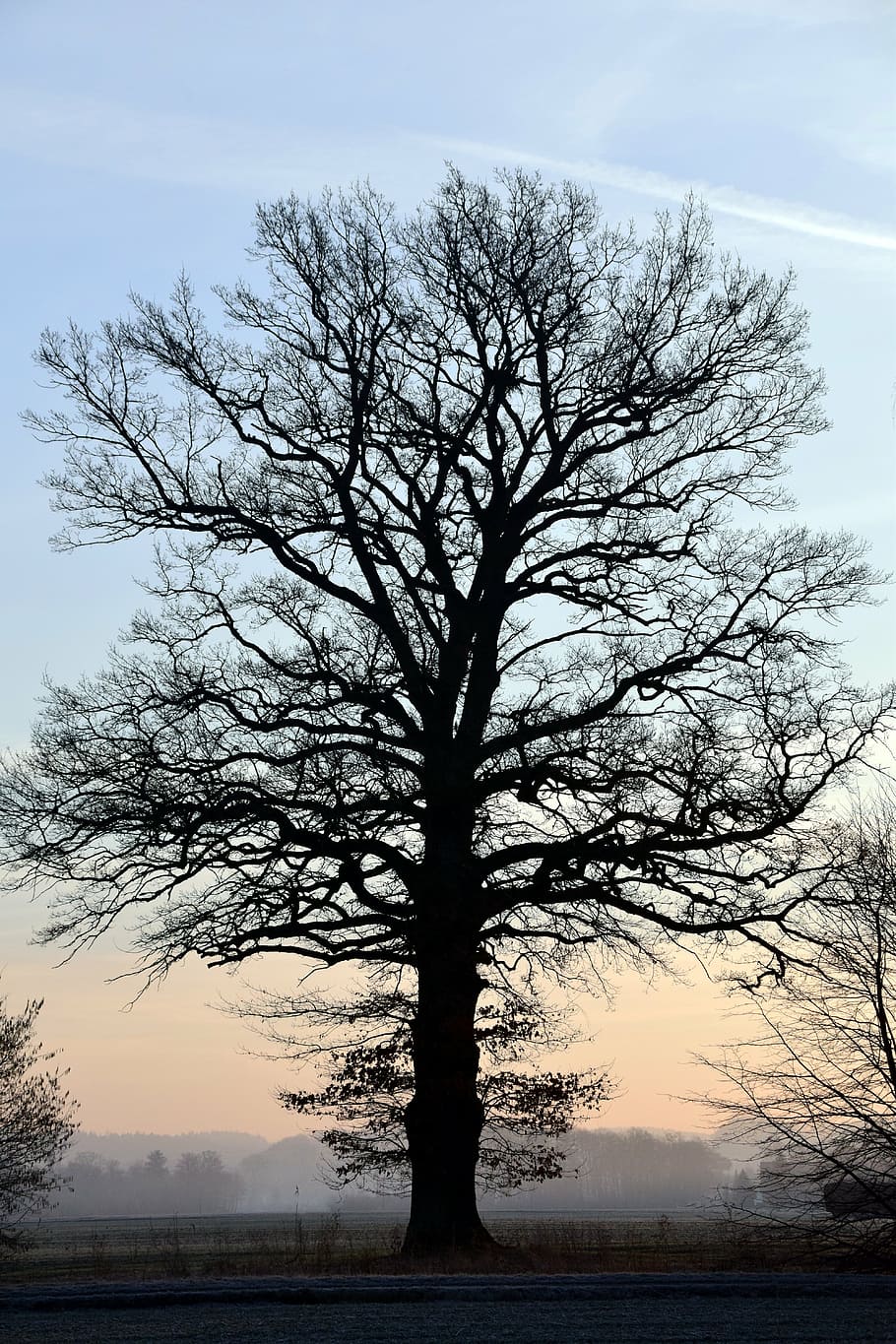 tree, kahl, bare tree, winter, sunrise, sky, nature, crown HD wallpaper