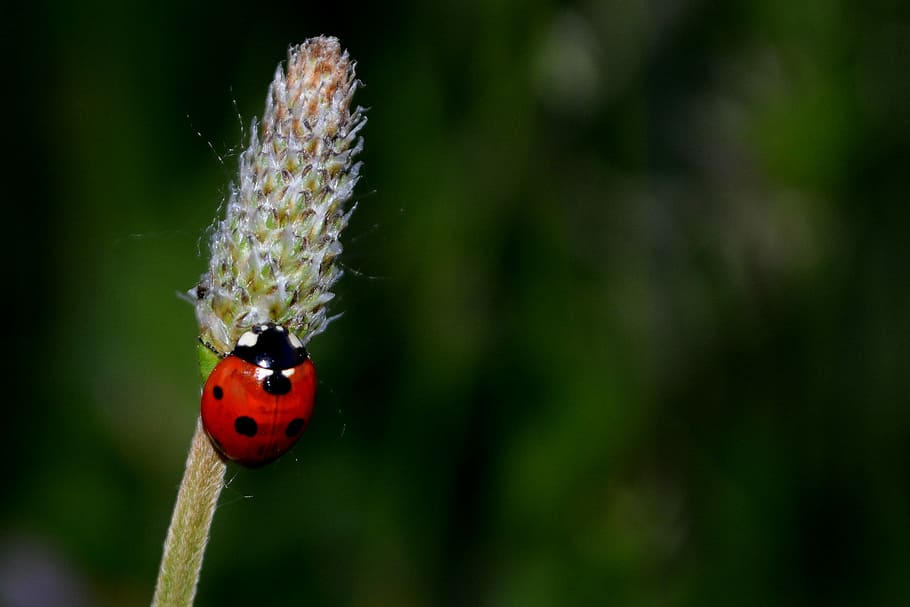 Baja, Insecta, Grass, Flower, ladybug, one animal, red, animals in the wild HD wallpaper