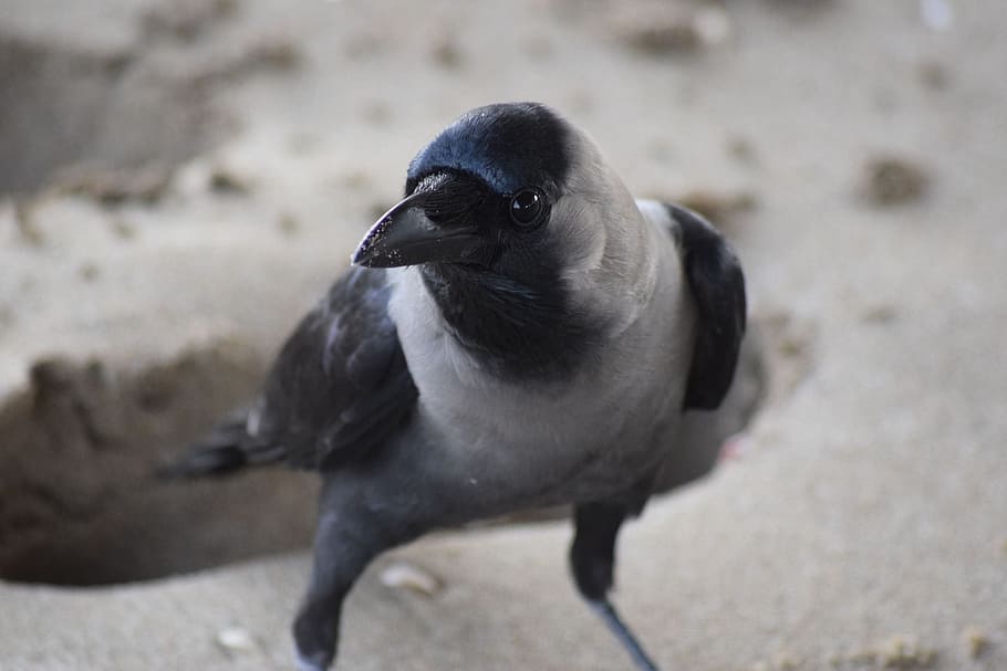 Hooded, Crow, Oman, bird, animal, nature, wildlife, black Color HD wallpaper