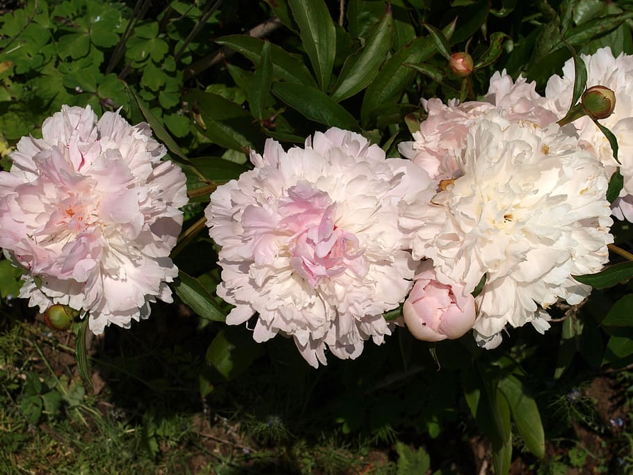 peony, flower, bloom, flowering plant, beauty in nature, freshness HD wallpaper