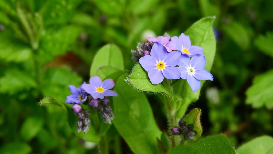 forget-me-not forest, myosotis sylvatica, vernal, blue flowers