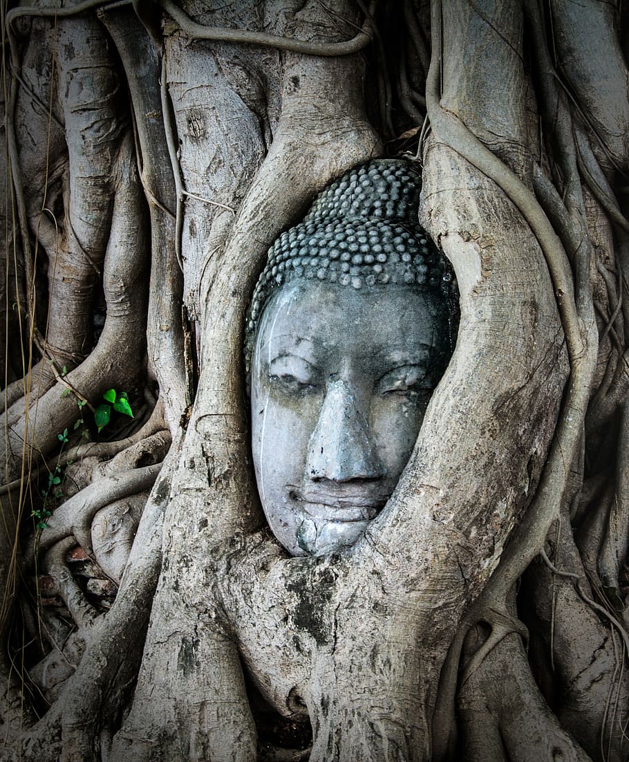 gray Gautama figure covered with tree, thailand, asia, travel