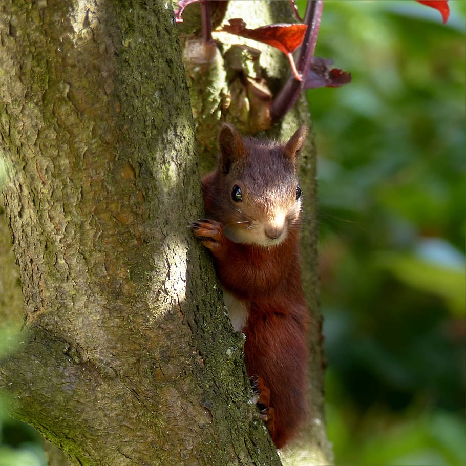 brown squirrel on tree branch, Animal, Mammal, sciurus vulgaris major