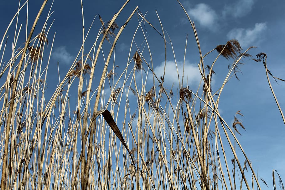 reed, sky, teichplanze, nature, lake, bank, clouds, waters, HD wallpaper