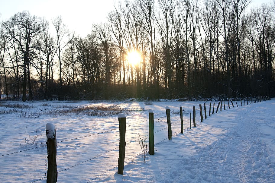 wintry, snow, cold, cold temperature, winter, tree, beauty in nature HD wallpaper