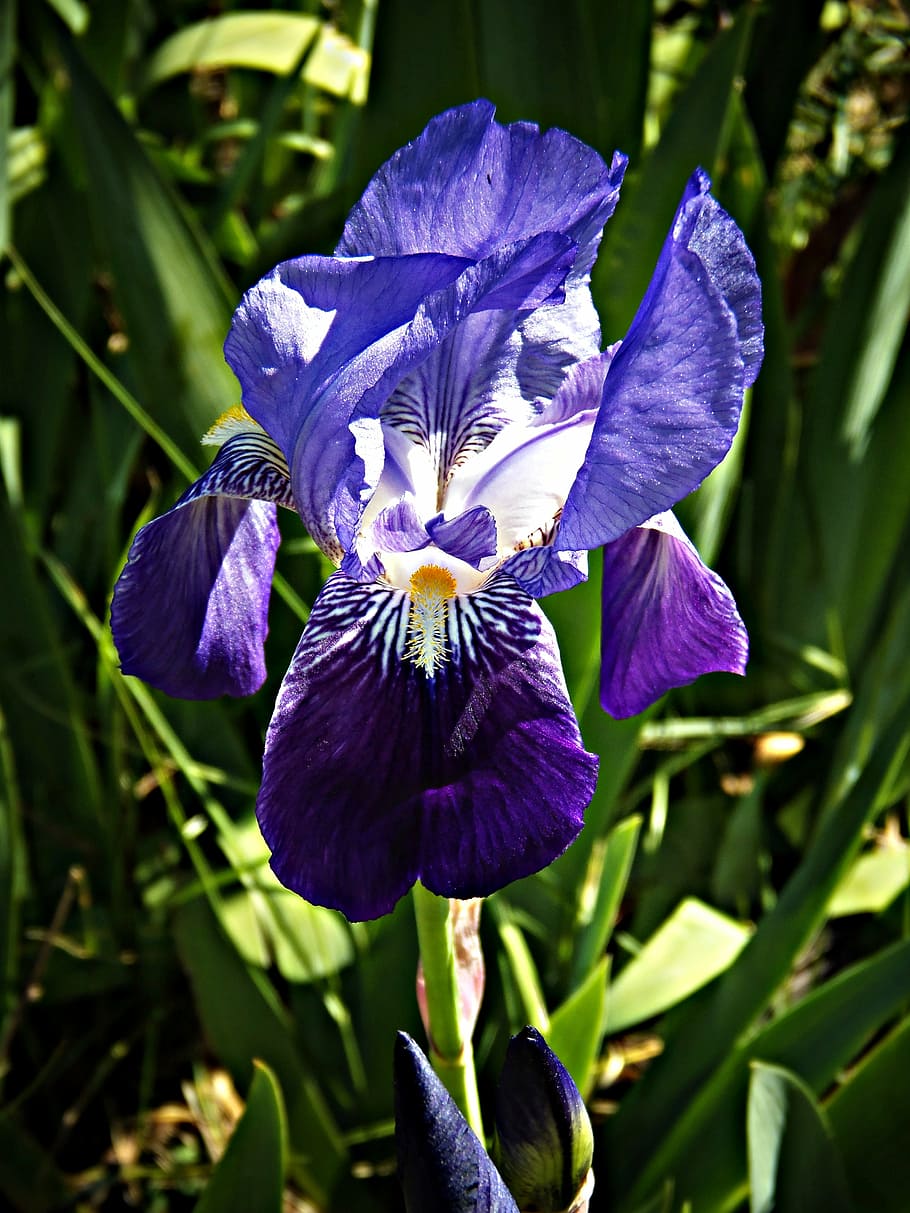 lily, violet, field, wild, flower, nature, flowers, flowering plant HD wallpaper