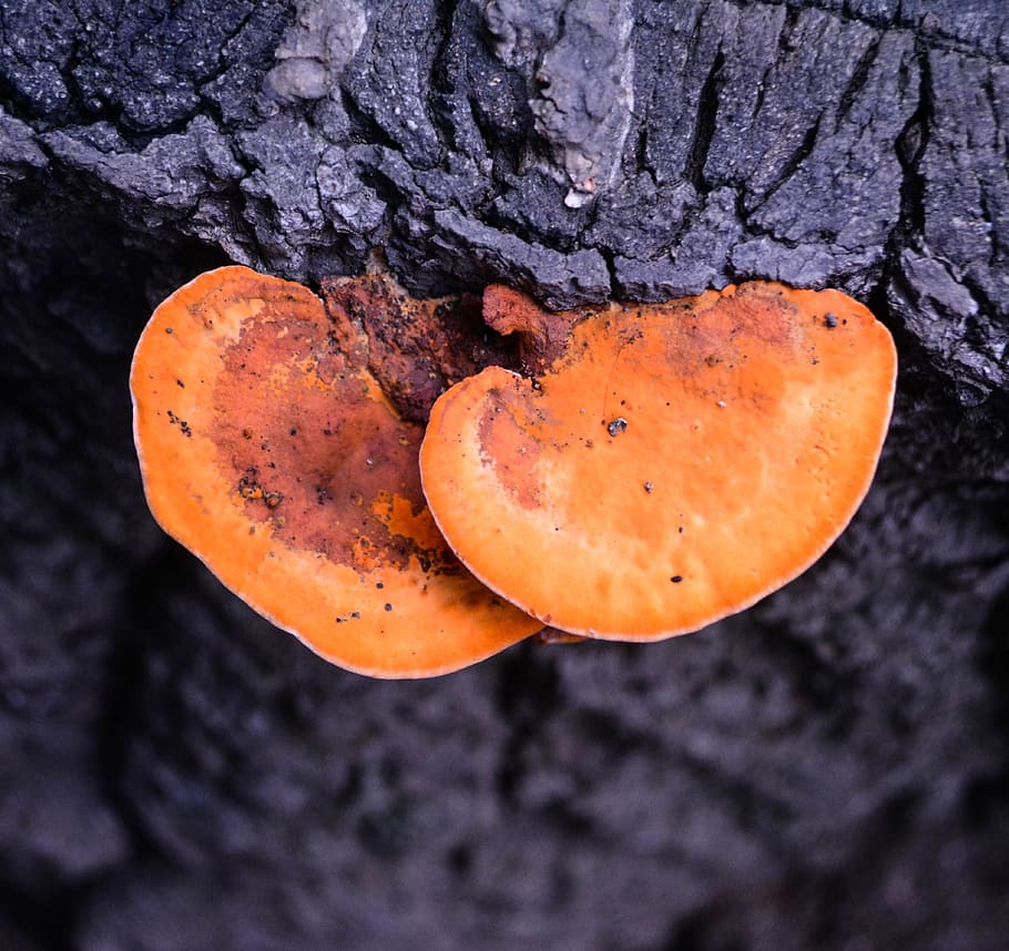 toadstool, mushroom, umbrella, wild grass, fungi, orange, heart shape, HD wallpaper