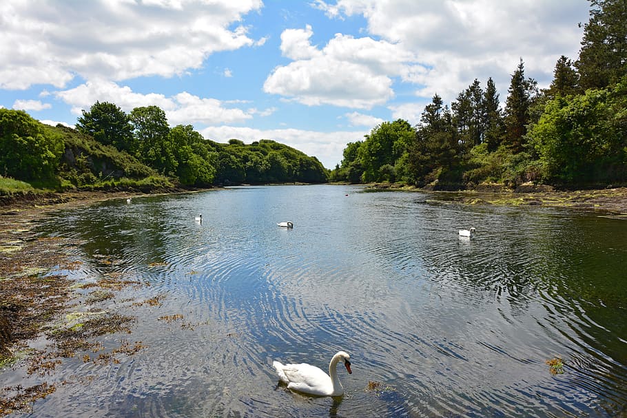 inlet, booked, river, coast, pier, swans, birds, water bird HD wallpaper