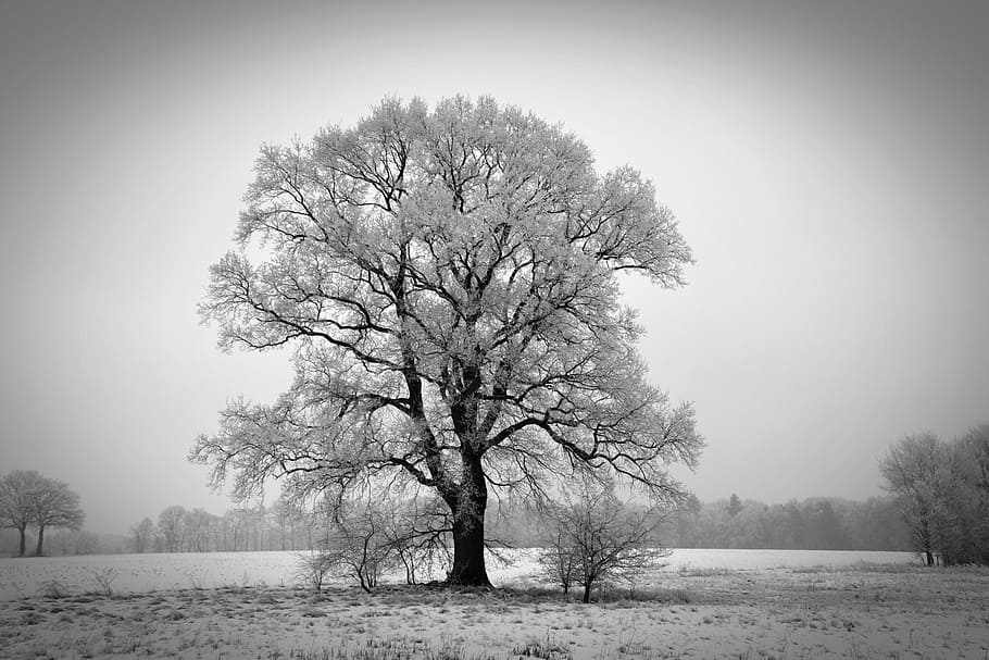 winter, tree, winterbaum, wintry, cold, frost, hoarfrost, frozen HD wallpaper