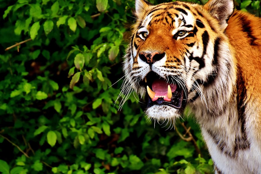brown tiger near shrub, predator, fur, beautiful, dangerous HD wallpaper