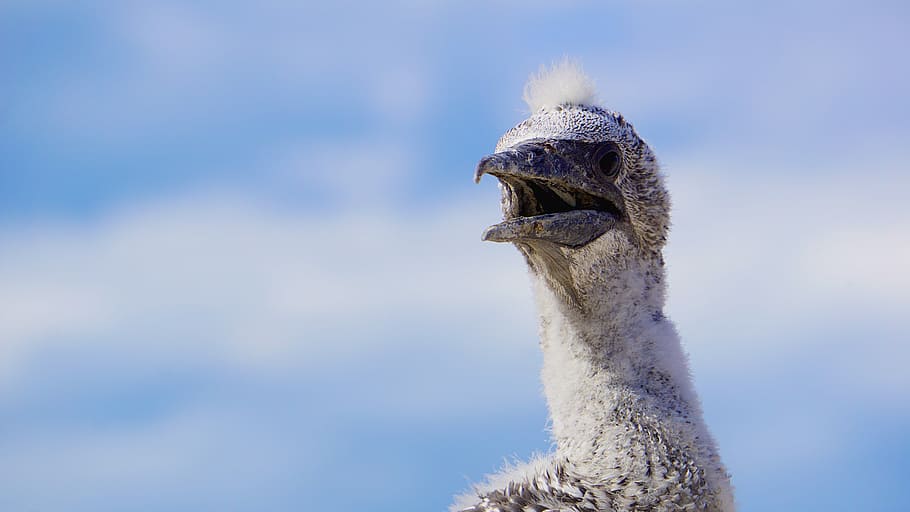 Gannet chick waiting for food, close-up photo of gray and white short-beaked animal under blue and white sky at daytime, HD wallpaper