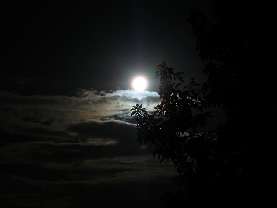 moon, brightness, night, dark, sky, tree, plant, full moon HD wallpaper