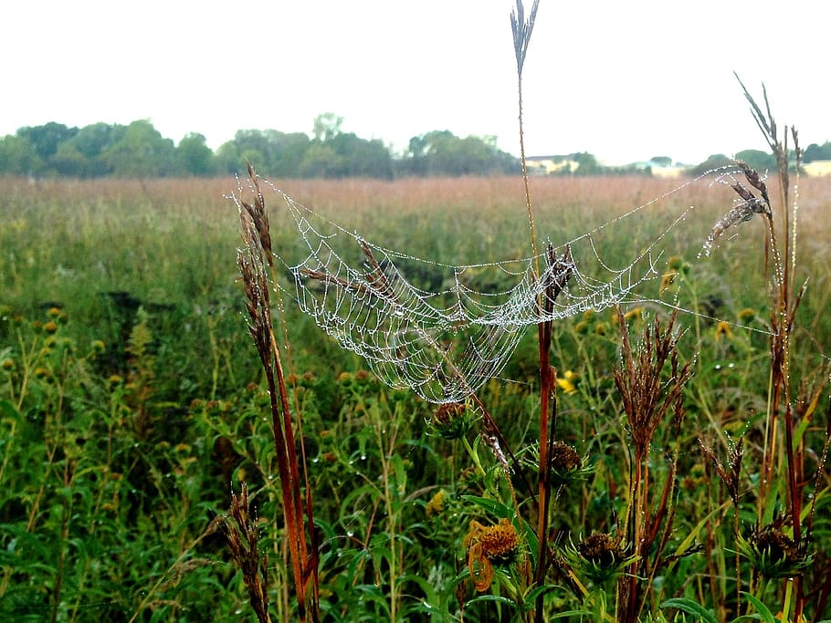 spiderweb, dew, prairie, wet, thread, gossamer, plant, focus on foreground HD wallpaper