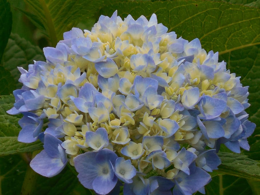 hydrangea, blue, white, flower, summer, blossom, nature, floral HD wallpaper