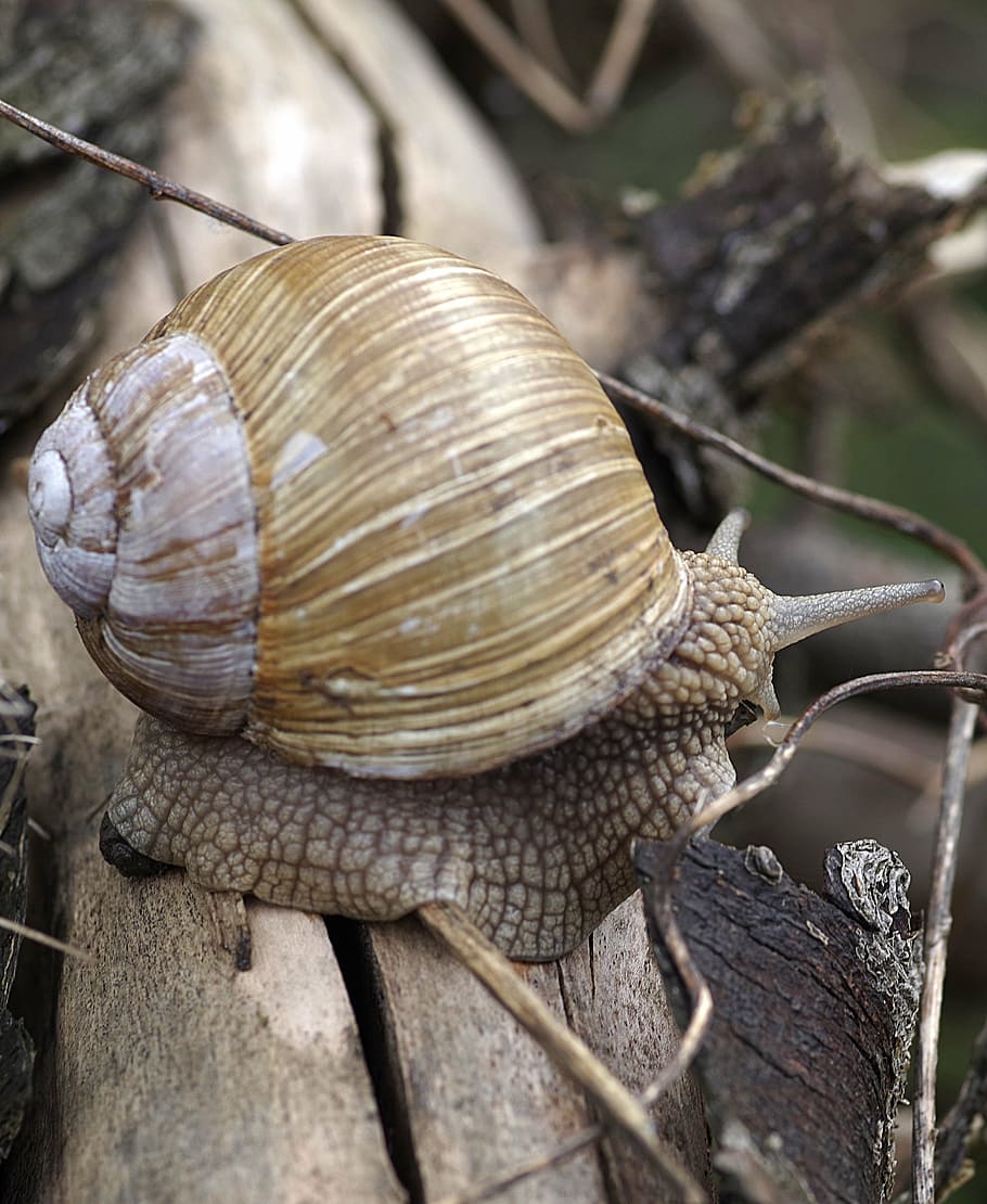 winniczek, snail, seashell, horns, antennae, dry, wood, garden HD wallpaper