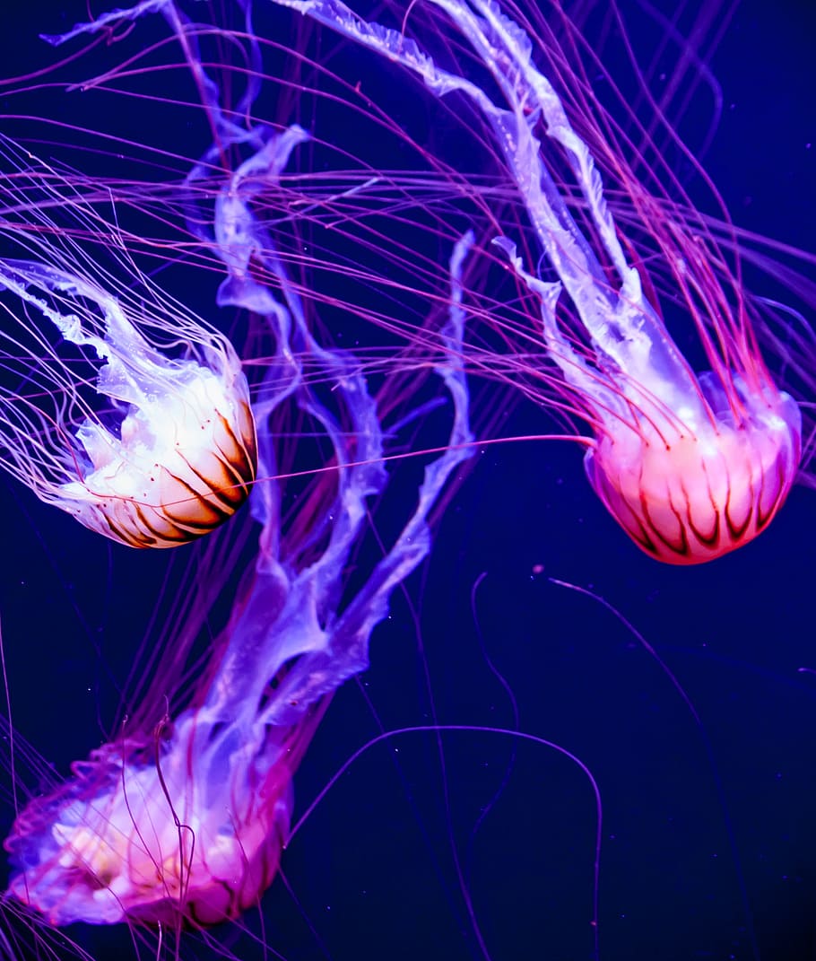 three jellyfishes closeup photo, glow, aquatic, aquarium, fluorescent HD wallpaper