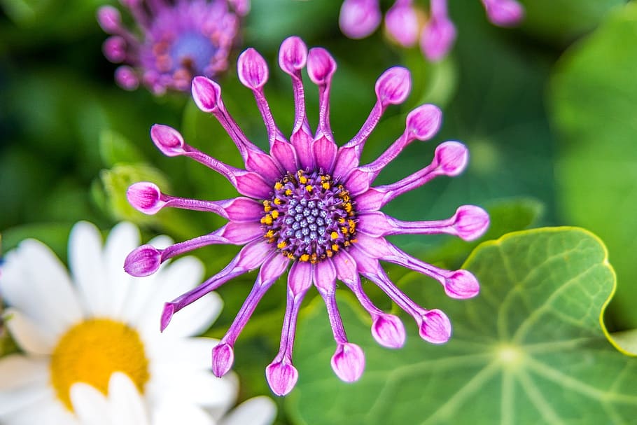 flower, loud, circular, nature, shape, purple, green, white HD wallpaper