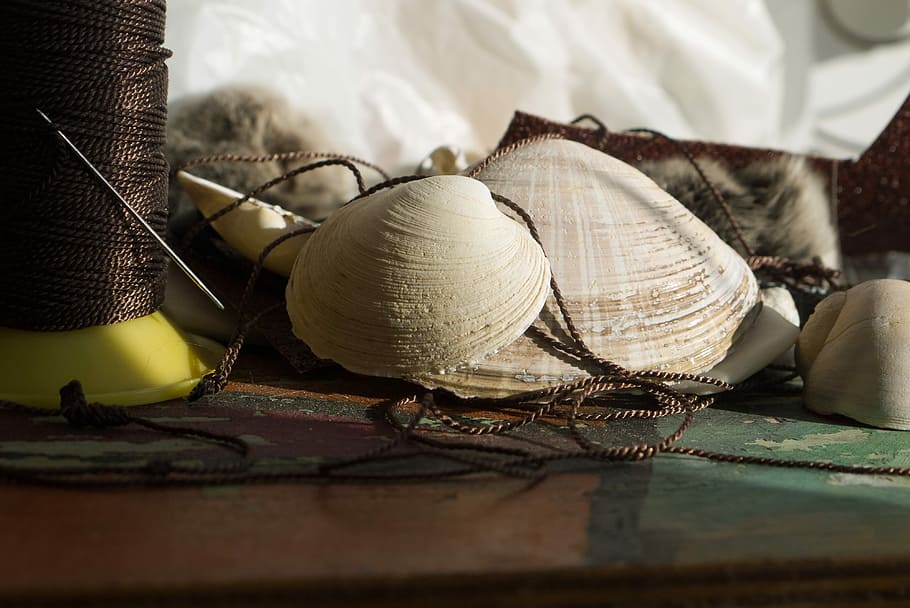 white seashell decors, seashell beside brown thread on top of table HD wallpaper
