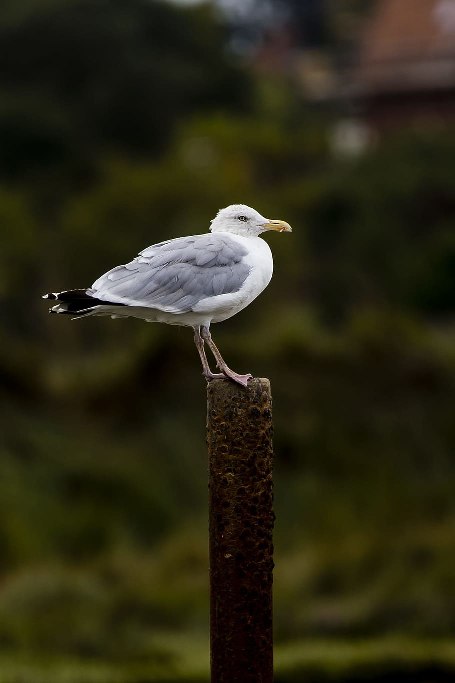 seagull, perched, iron post, rusty, bird, nature, wildlife HD wallpaper