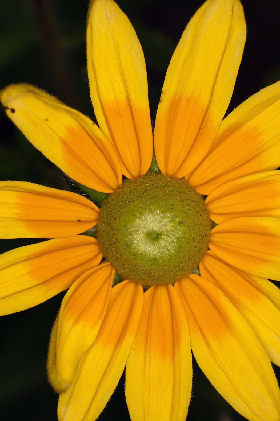 sun hat, yellow, flower, macro, flowering plant, freshness HD wallpaper