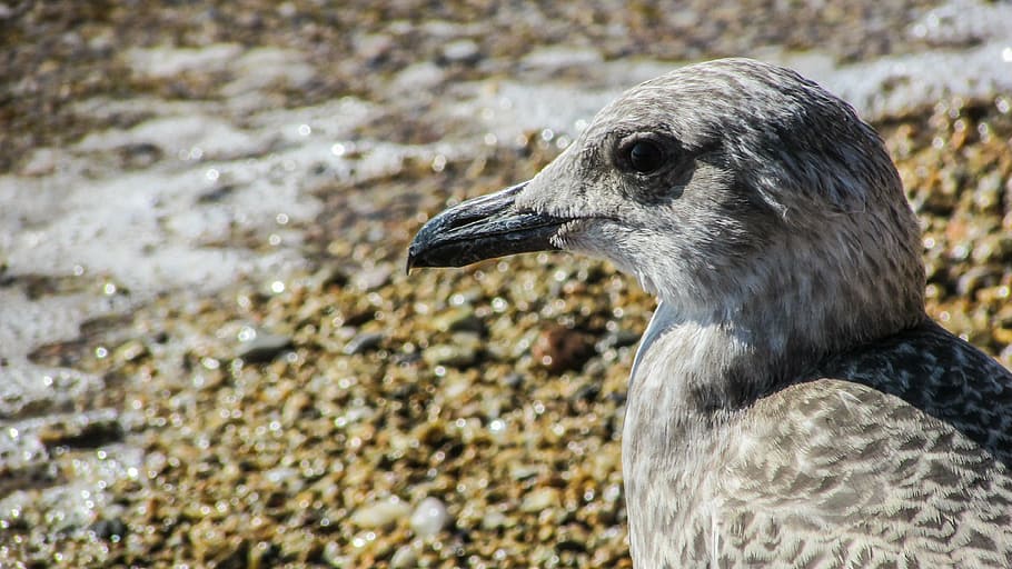 seagull, grey, bird, gray, portrait, nature, wildlife, beach HD wallpaper