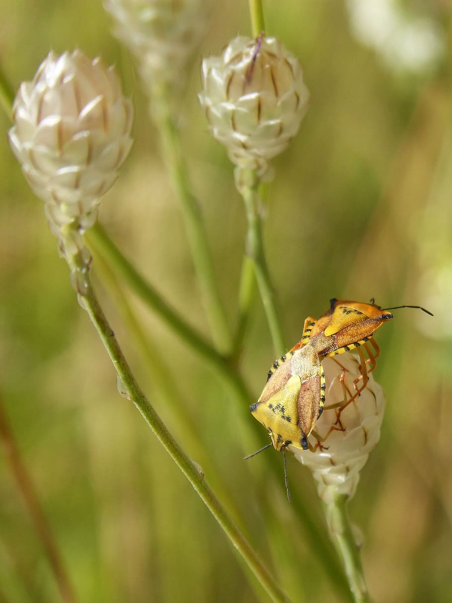 i pentatomid, dolycoris baccarum, beetle, copulation, orange HD wallpaper
