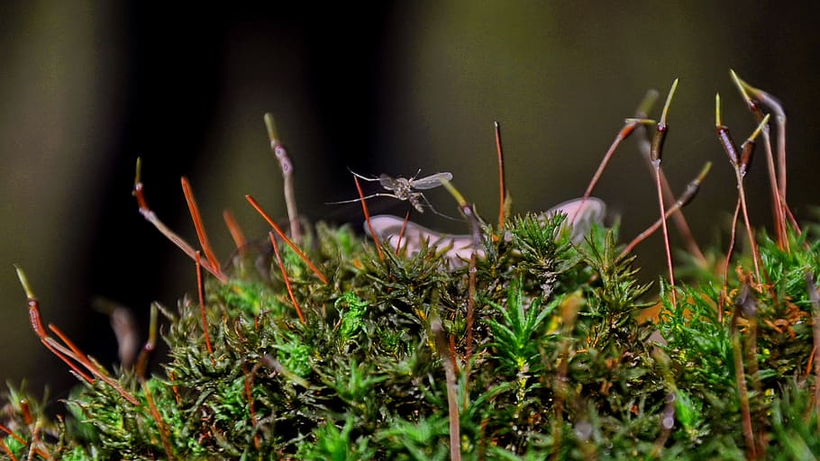 mosquito, insect, macro, plant, growth, nature, selective focus HD wallpaper