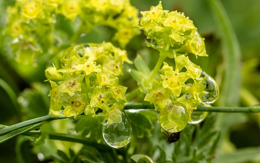 raindrop, dewdrop, small flowers, blossom, bloom, fly, drip HD wallpaper