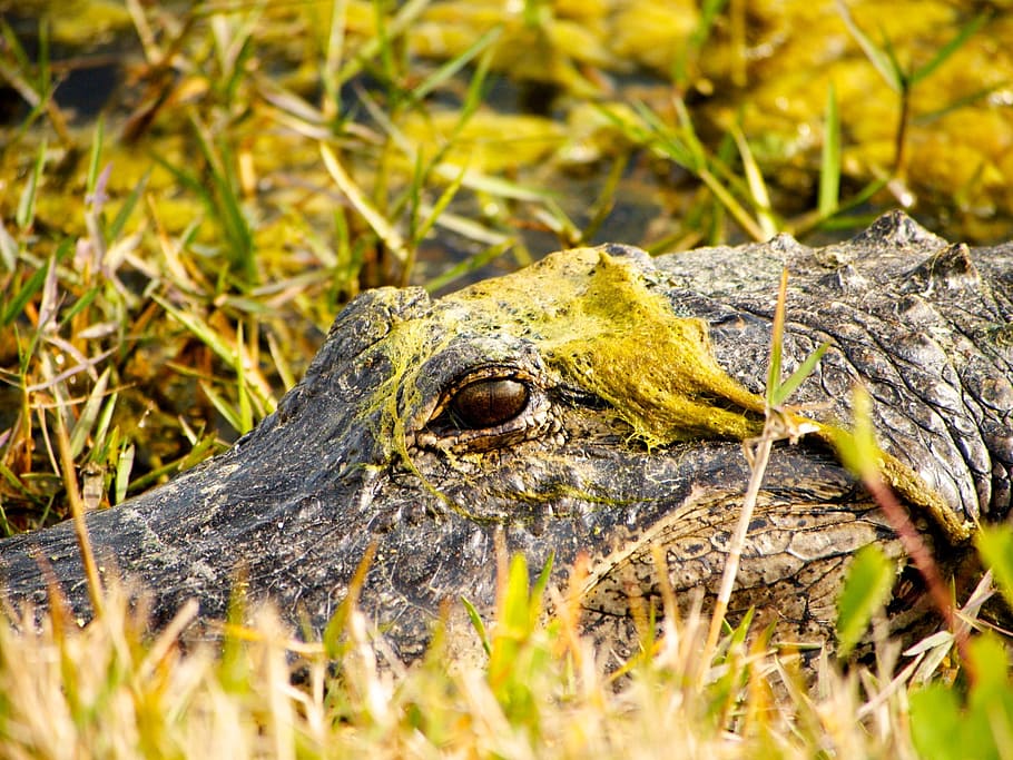 grass, moss, green, animal, animal themes, animal wildlife HD wallpaper