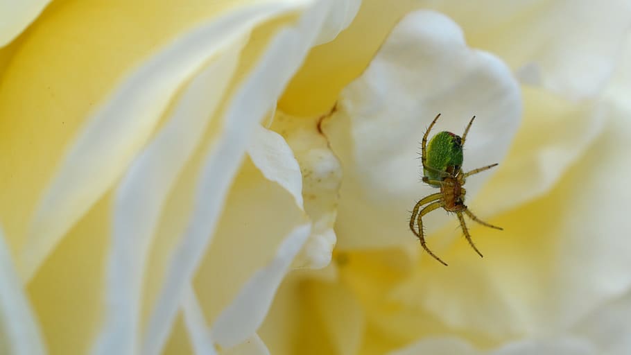 spider, rose, pumpkin spider, insect, flower, nature, green HD wallpaper