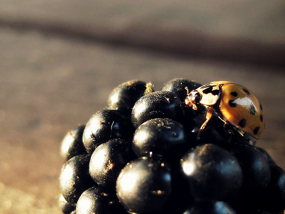 Ladybug, Blackberry, Insect, Fruit, nature, animal themes, one animal HD wallpaper