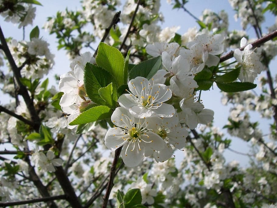 tree, flower, branch, flora, season, floral, springtime, blossoming HD wallpaper