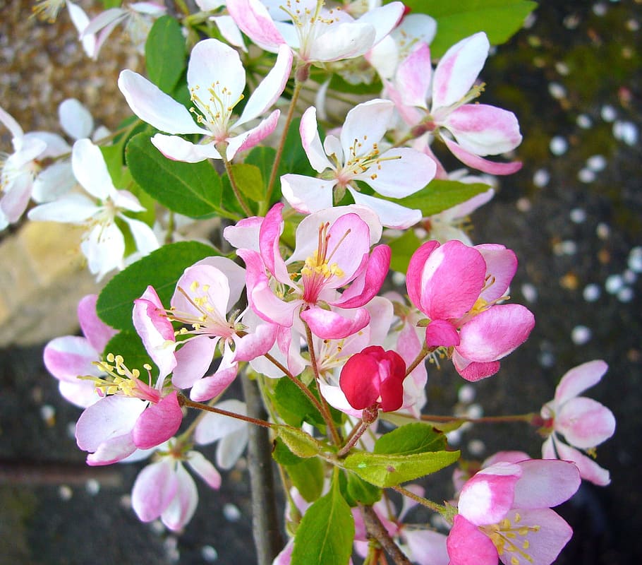 close-up photo of white petaled flower in bloom, Orchard, Spring Flowers HD wallpaper