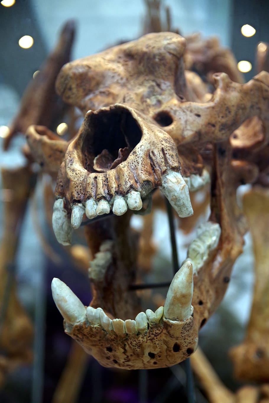 skull, teeth, fangs, predator, skeleton, the bear, original HD wallpaper