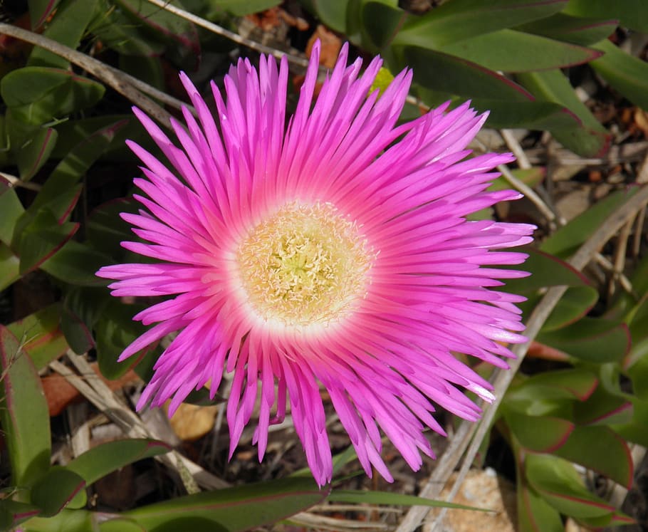 Carpobrotus edulis 1080P, 2K, 4K, 5K HD wallpapers free download