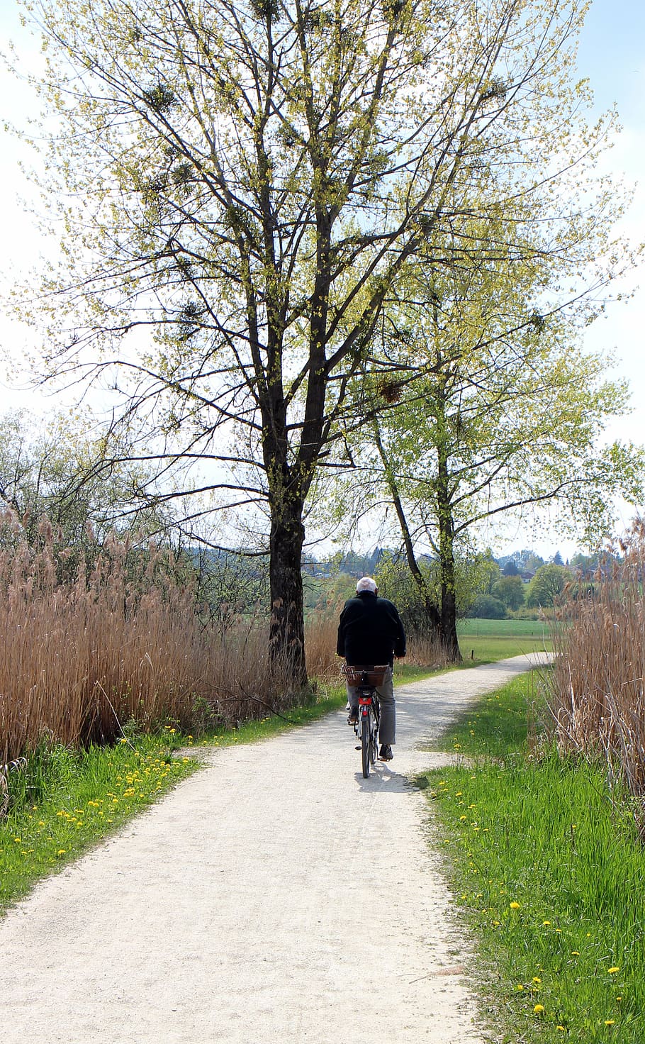 cycle path, cyclists, away, tree, aesthetic, leaves, spring HD wallpaper