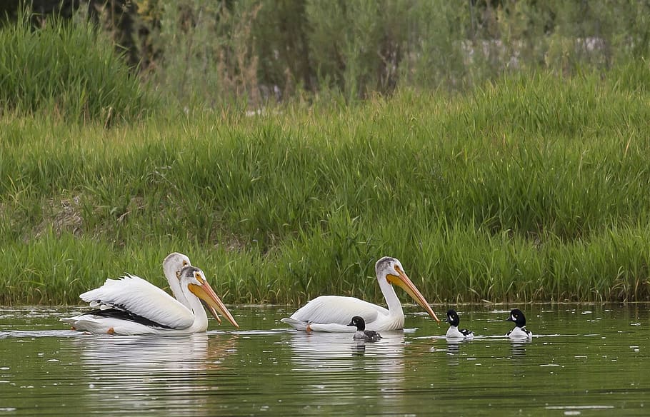 flock of pelicans beside grass, swimming, water, birds, floating