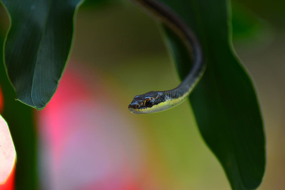 Brown, Snake, little, nature, leaf, close-up, plant, green Color HD wallpaper