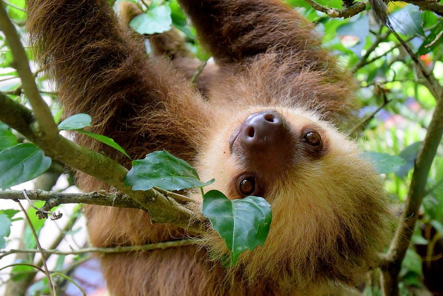 brown sloth, costa rica, puerto viejo, rainforest, travel, nature