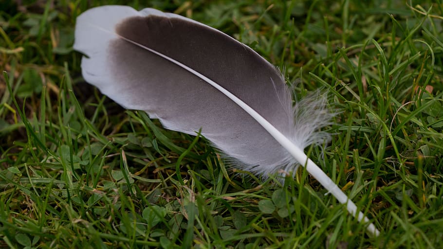 feather, meadow, duck, nature, animal, grass, bird, autumn HD wallpaper