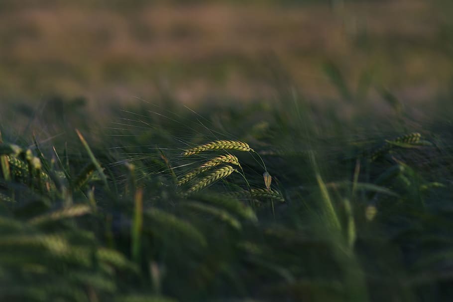 kłos, spikelet, corn, plant, growth, green color, selective focus HD wallpaper