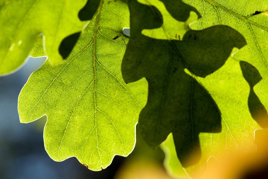 Green, Leaves, Foliage, Leaf, Structure, green color, close-up HD wallpaper