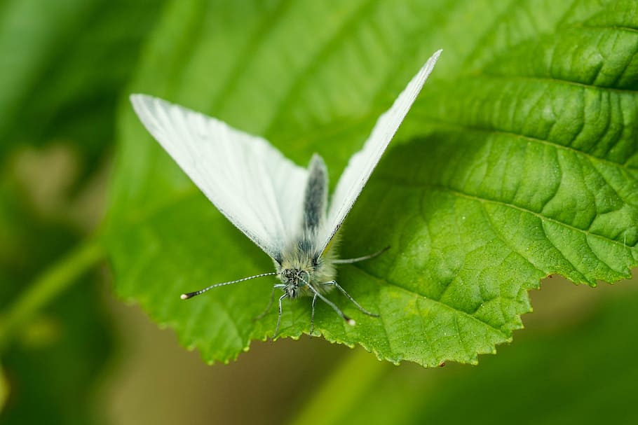 butterfly, leaf, macro, nature, white, invertebrate, plant part HD wallpaper
