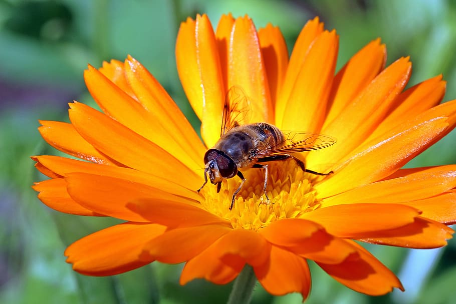 hoverfly perched on orange daisy flower closeup photography, marigold, HD wallpaper