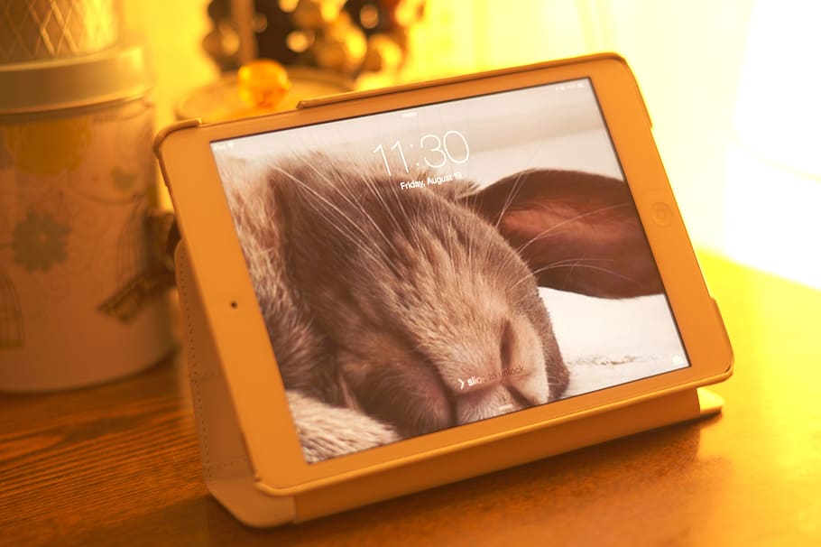 Board, White, Rabbit, Sleeps, Cute, Ipad, indoors, close-up HD wallpaper