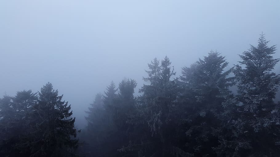 Fog, Canopy, Treetop, no people, forest, nature, landscape HD wallpaper